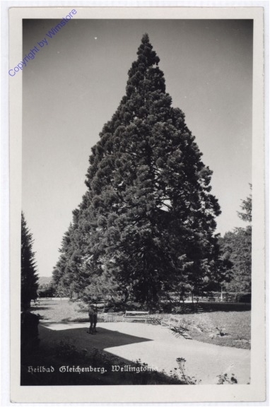 Bad Gleichenberg, Wellingtonia