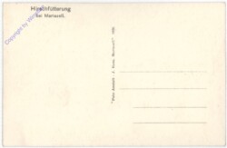 Mariazell, Hirschfütterung