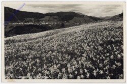 ak188910 Mariazell, Narzissenblüte