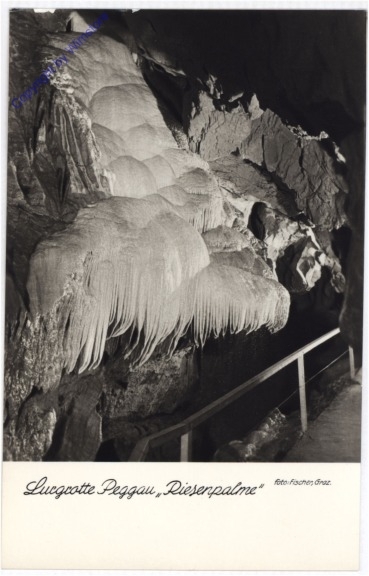 Peggau bei Graz, Lurgrotte, Riesenpalme