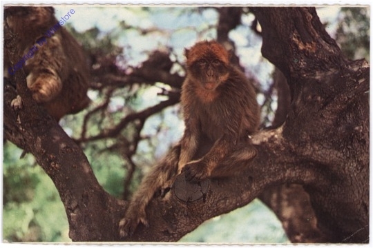 Gibraltar, A Rock Ape