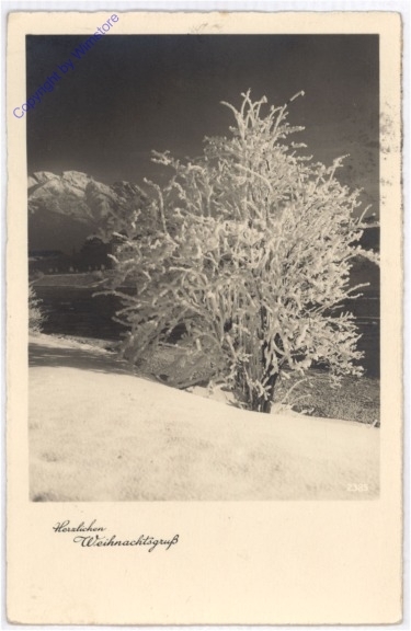 Verschneiter Baum