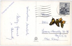 ak190460a Rehe im verschneiten Wald