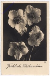 ak190470 Christrosen