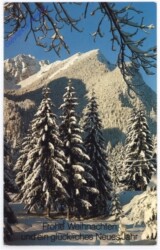 Verschneiter Wald