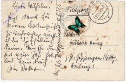 Zweig mit Christrose und Kugeln
