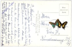 Ellmau, Pension Widauer