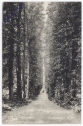 ak191387 Hillerod, Frederiksborg, Sukkenes Alle