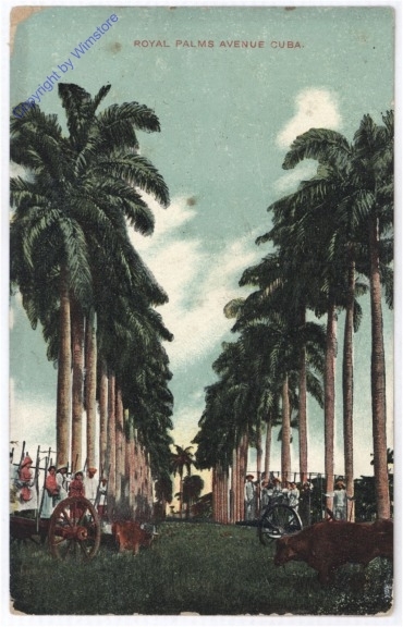 Royal Palms Avenue Cuba