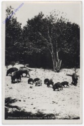 Wien 13, Schwarzwild mit Frischlingen im Lainzer Tiergarten