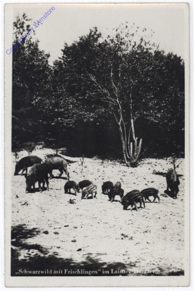 Wien 13, Schwarzwild mit Frischlingen im Lainzer Tiergarten