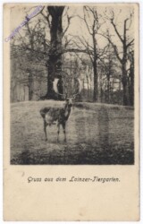 Wien 13, Gruss aus dem Lainzer Tiergarten