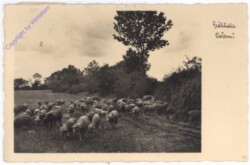 Schafherde