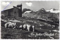 Schafherde