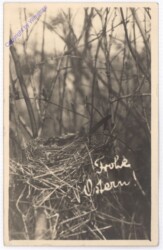 ak192795 Nest