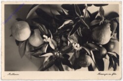 ak193020 Mallorca, Naranjas en flor