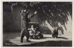 Arnhem, Bruine Beren in Burger's Natuur-Dierenpark