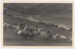 Schafherde