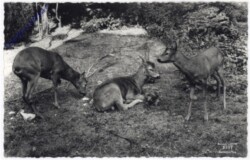 ak193671 Rehe im Wald