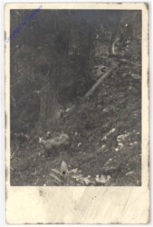 ak193672 Steinbock