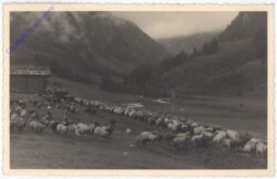 ak193674 Schafherde