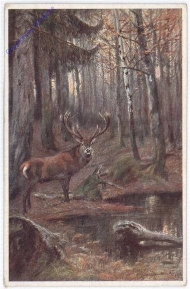 Hirsch