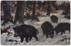 Wildschweine