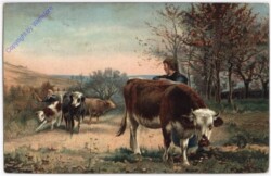 ak193678 Return of the Cattle