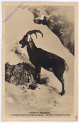 Steinbock im Hochgebirge