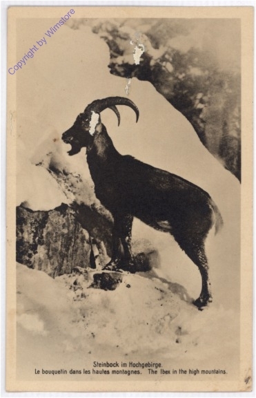 Steinbock im Hochgebirge