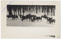 ak193682 Rehe