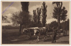 ak193683 Ochsengespann
