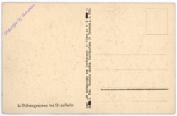 ak193683a Ochsengespann