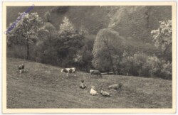 Kühe auf der Alm