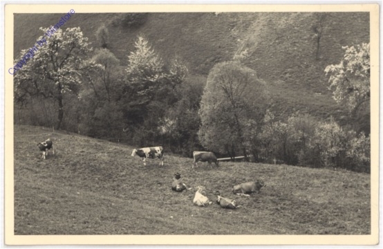 Kühe auf der Alm