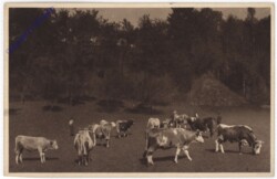 Viehweide