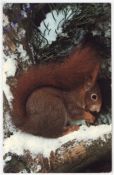Eichhörnchen