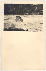 ak193694 Reh im Winter