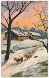 ak193695 Schafe im Winter