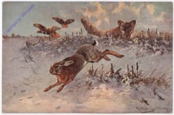 Feldhase, Fuchs