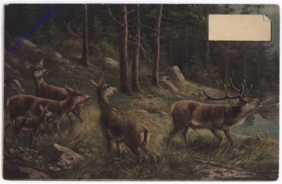 Rehe