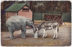 Elefant und Esel