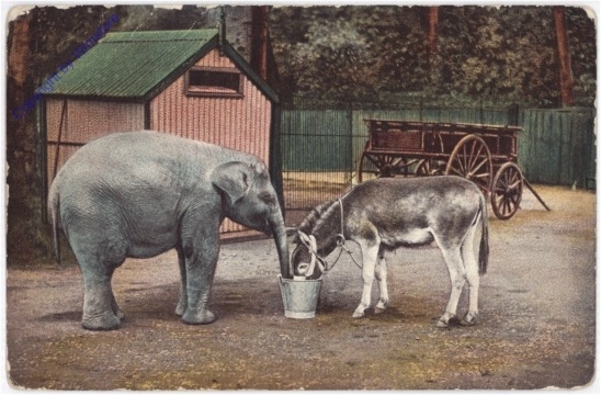 Elefant und Esel