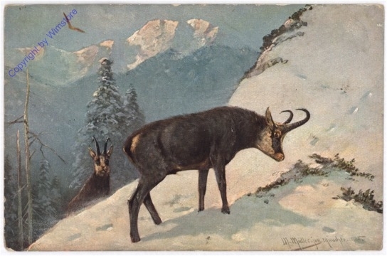 Gamsbock