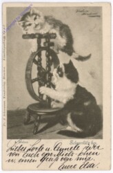 ak193715 Schnurrkätzchen