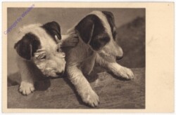 Zwei Lauser