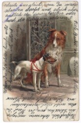 Zwei Hunde