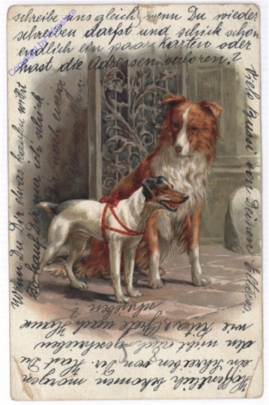 Zwei Hunde