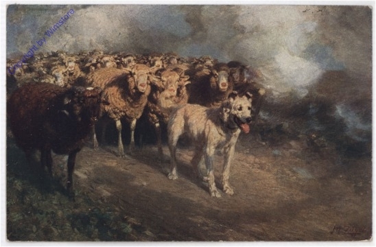 Hütehund