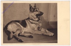 Schäferhund